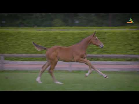 3. Paquidorado van de Reesterhof (Grandorado x Quidam de Revel), colt, born 22-06-2020