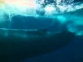 Гиганты морских глубин: Синий кит 