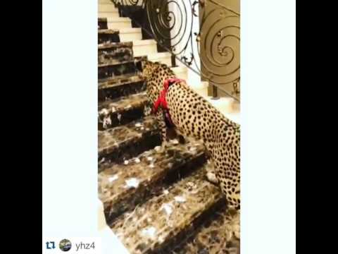 Rich People Flex - Pet flex by @yhz4 from Dubai [#MoneyBagBoyz]