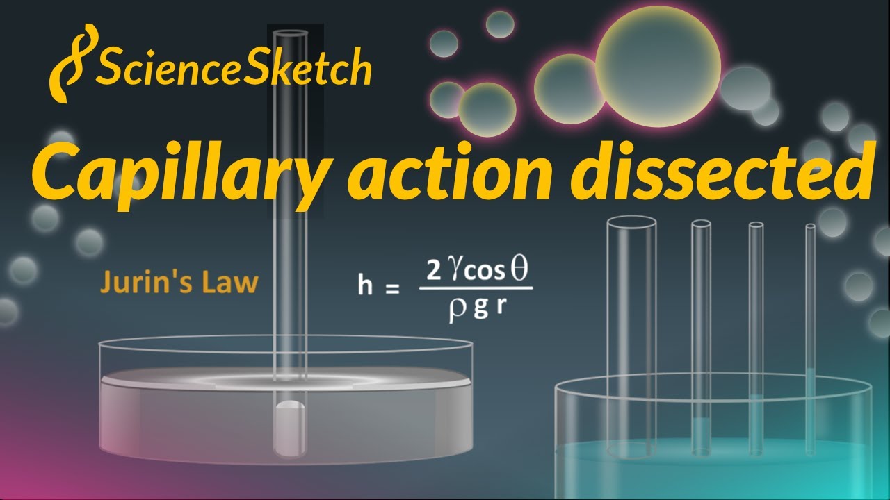 Capillary action dissected