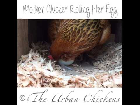 , title : 'Ameraucana Chicken Rolling Her Blue Egg'