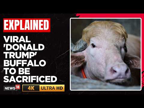 Albino Buffalo Named "Donald Trump" Saved from Sacrifice in Bangladesh