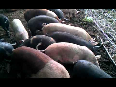 Thirty three little pigs of Weston, Massachusetts.