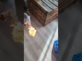When you buy a butane torch from #aliexpress #torch  #scary