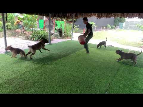 Video Trường Huấn Luyện Chó Cảnh, Chó Nghiệp Vụ Hùng Cường