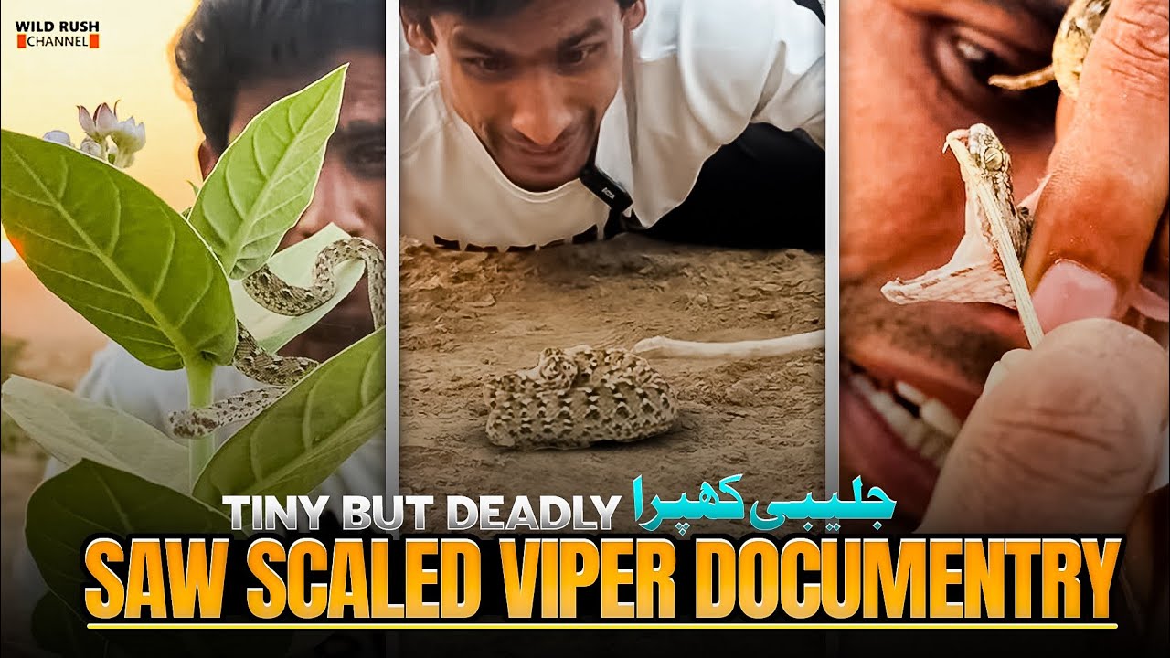 Saw-Scaled Viper most dangerous snake Pakistan