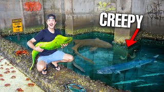 FISH TRAP Catches MORAY EEL In CREEPY TIDE POOL!