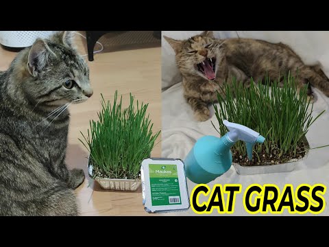 Do Cats Like Cat Grass