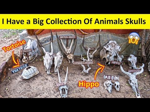People Who Have The Craziest Collections Video