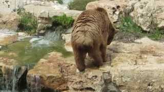 preview picture of video 'גן החיות התנכי בירושלים | Jerusalem Biblical Zoo. דב-חום סורי Syrian brown bear'