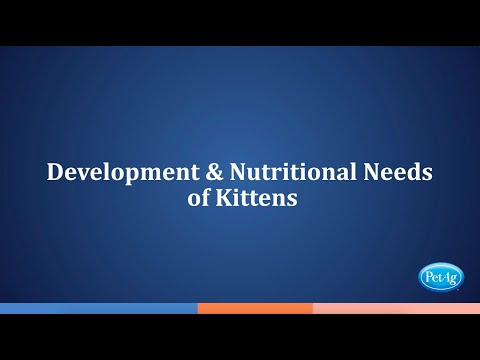 Kitten Development & Nutritional Needs