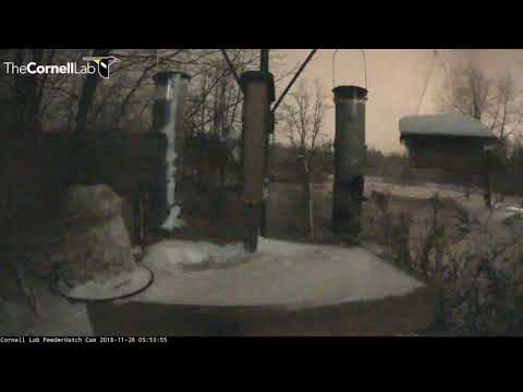 Long Visit From Flying Squirrel | Cornell Lab FeederWatch Cam – Nov. 28, 2018