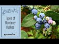 Which Blueberry Should I Plant NatureHills Com