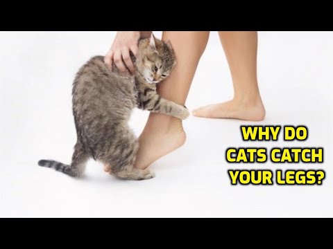 Why Does My Cat Keep Grabbing My Legs?