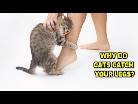 YouTube video about: Why does my cat grab my leg when I walk?