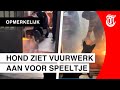 Oeps: spelend hondje creëert gevaarlijke situatie