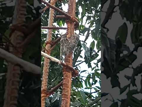 Rengchal in di🤪🤣