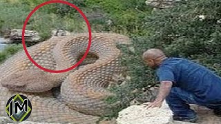 I 5 Serpenti Più Grandi Del Mondo