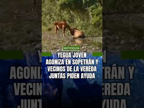 Yegua joven agoniza en Sopetrán y vecinos de la vereda Juntas piden ayuda