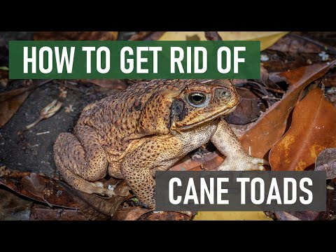 How to Get Rid of Cane Toads [Dangerous & Invasive Species] (4 Easy Steps)