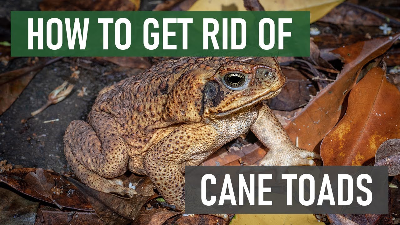 Cane Toad Control: How To Get Rid of Cane Toads