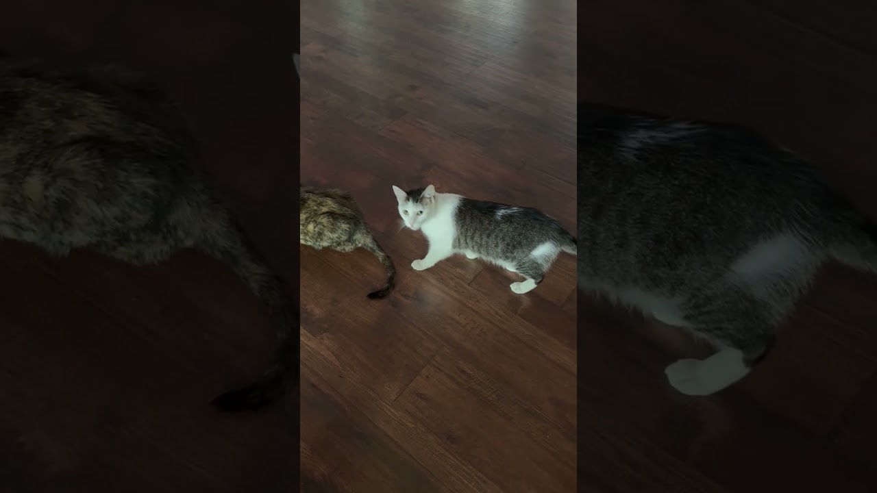 Collette, an adoptable Domestic Medium Hair in Beaufort, SC video 5/6