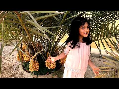 Date Palm in United Arab Emirates I Aysha Faheema