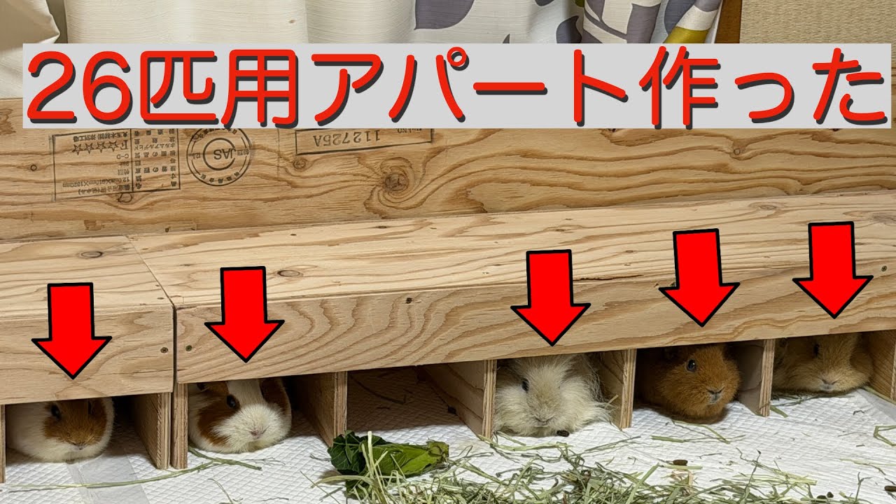 モルモット26匹のためにアパートを作りました