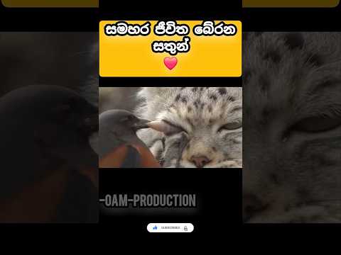 සමහර ජීවිත බේරන  සතුන්❤️🙏 #viral #comedy #frank #animal #life