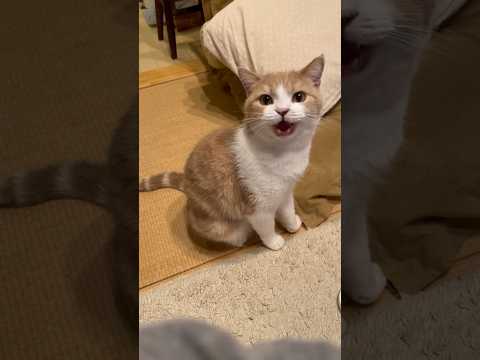 Cat meowing is annoying