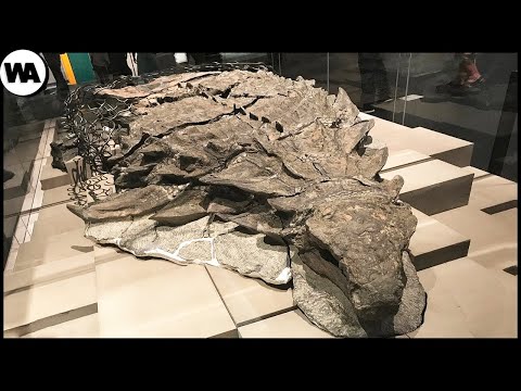 Ce Dinosaure Était Encore Vivant Il Y A Une Semaine. Un Dinosaure Retrouvé En Parfait État