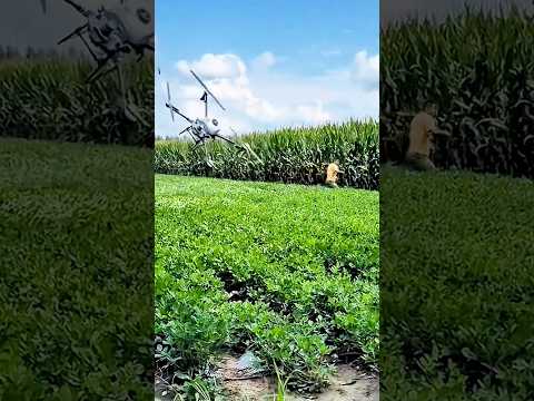 Drone Down! Farmer Mistakes Sprayer for Flying Monster!