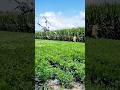 Drone Down Farmer Mistakes Sprayer For Flying Monster