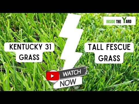 Kentucky 31 Vs Tall Fescue- Know Which One Is Best