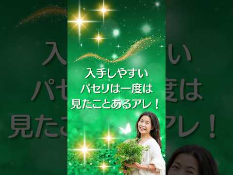 医療ビジネス薬科学科 🌿入手しやすいパセリは一度は見たことあるアレ！🌿 #shorts #ハーブ #体質改善