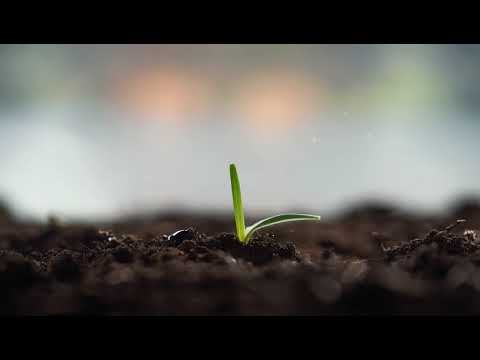 Water Causing a Flower to Bloom from a Seed - by model Qwen 235B