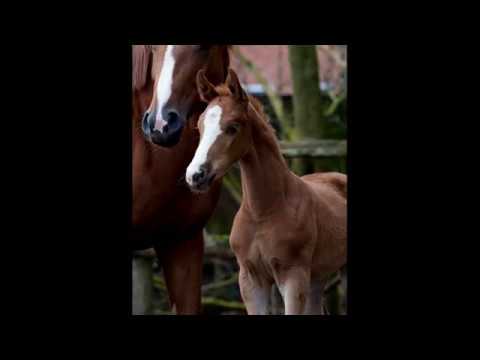 SOLD !!! *****  Hengstfohlen v. Secret- Scolari - Falsterbo