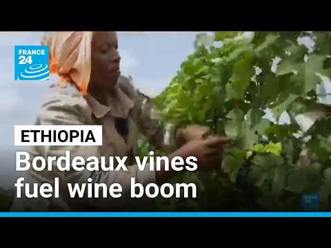 Ethiopia uncorks a wine boom, Bordeaux vines driving exports and local demand