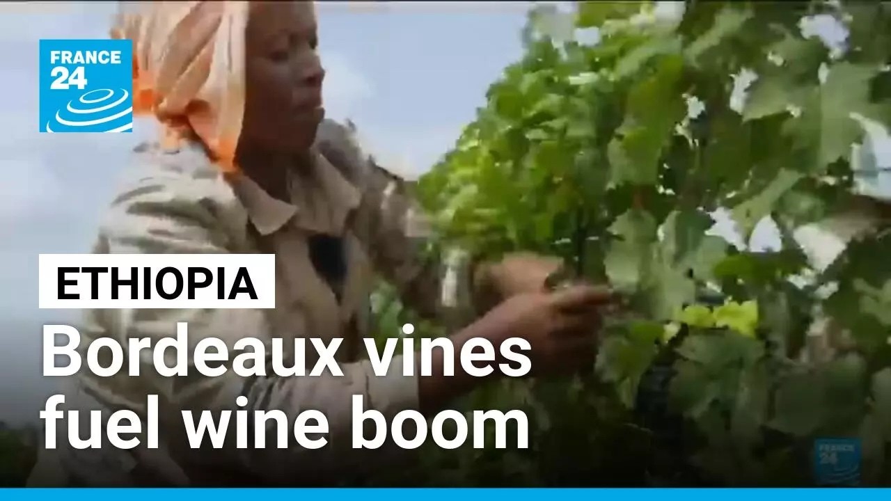 Ethiopia uncorks a wine boom, Bordeaux vines driving exports and local demand • FRANCE 24 English