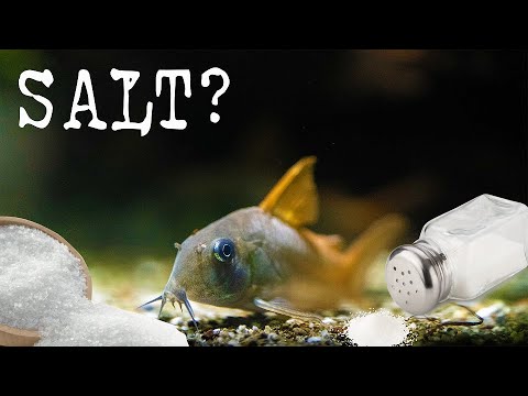 Treating Corydoras Catfish with SALT