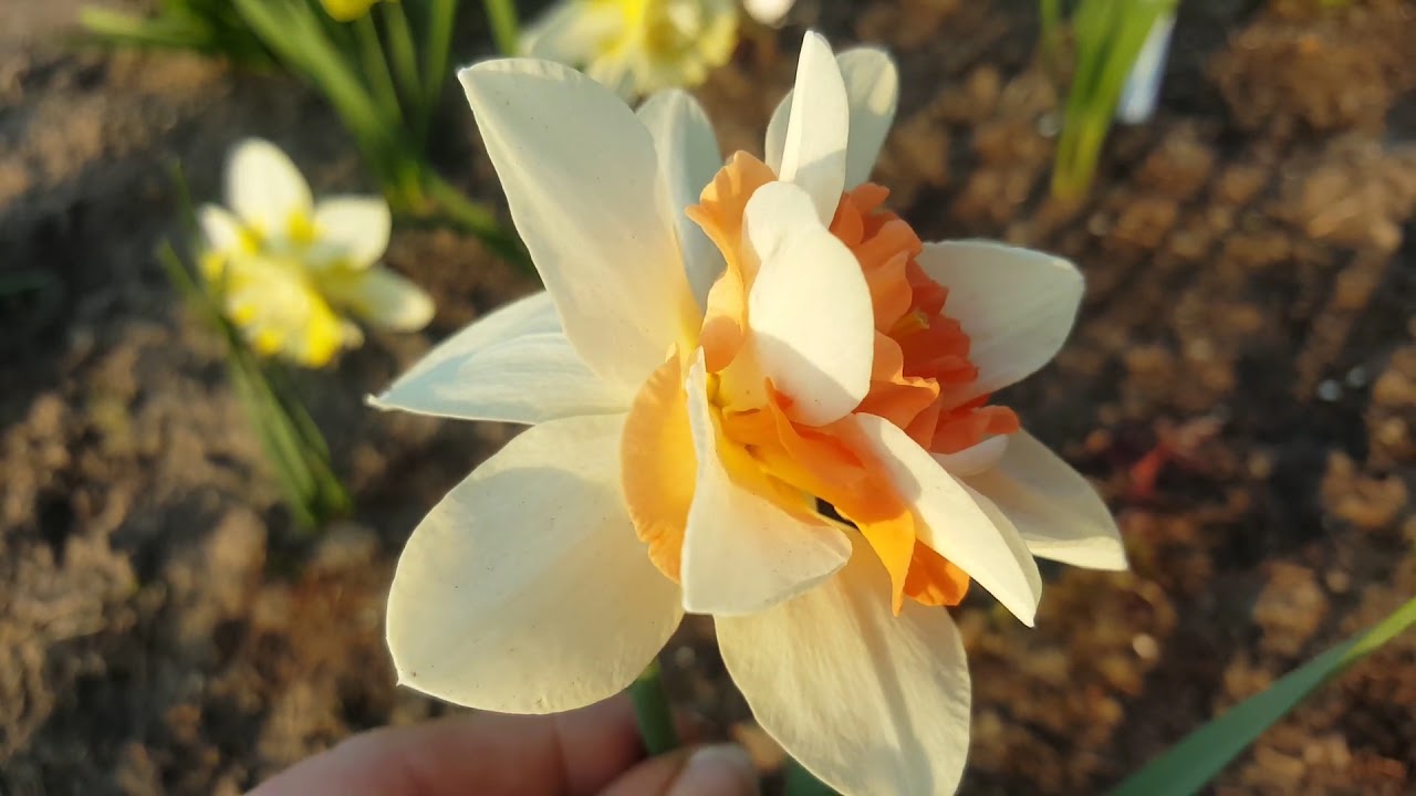 Нарцисс Дельнашо ( Narcissus Delnashaugh ) .