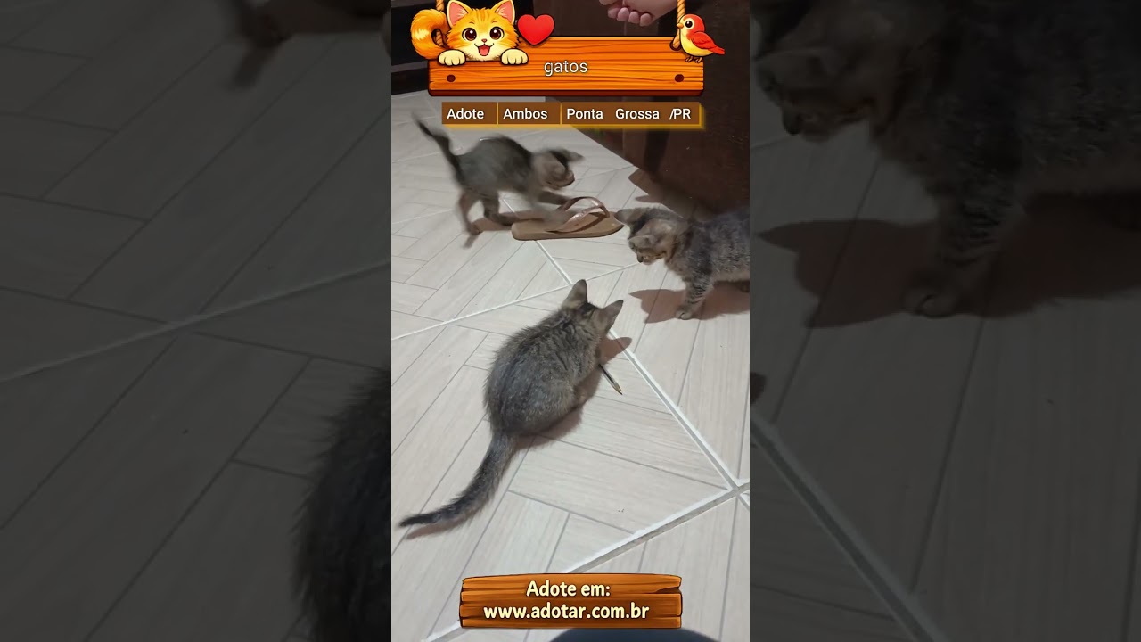 Gato raça SRD-ViraLata idade Abaixo de 2 meses nome gatos