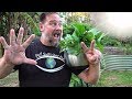 7 Top Vegetables EASY to Grow in a HOT Summer 7 Top Vegetables EASY to Grow in a HOT Summer