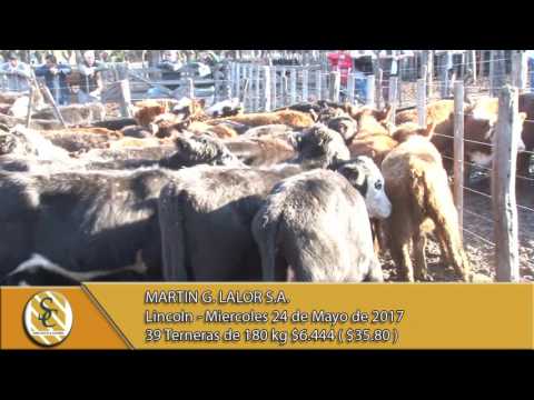 24-05-17 Venta de Invernada Hembra - Martin G. Lalor S.A. - Lincoln.