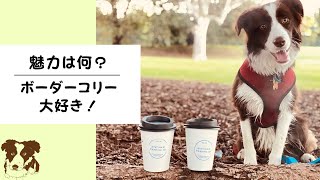 ボーダーコリー大好き ＃ボーダーコリーLove Border collies ハッピーペット#ボーダーコリー大好き#ボーダーコリーのいる生活#チョコボーダーコリー