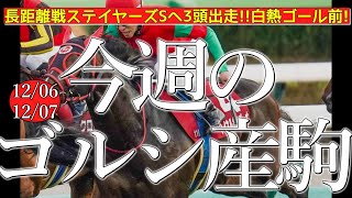 今週のゴールドシップ産駒 (12/06,07)【長距離戦ステイヤーズSへ3頭出走！白熱ゴール前！／マイネルカンパーナ,ヴェルミセルなど】