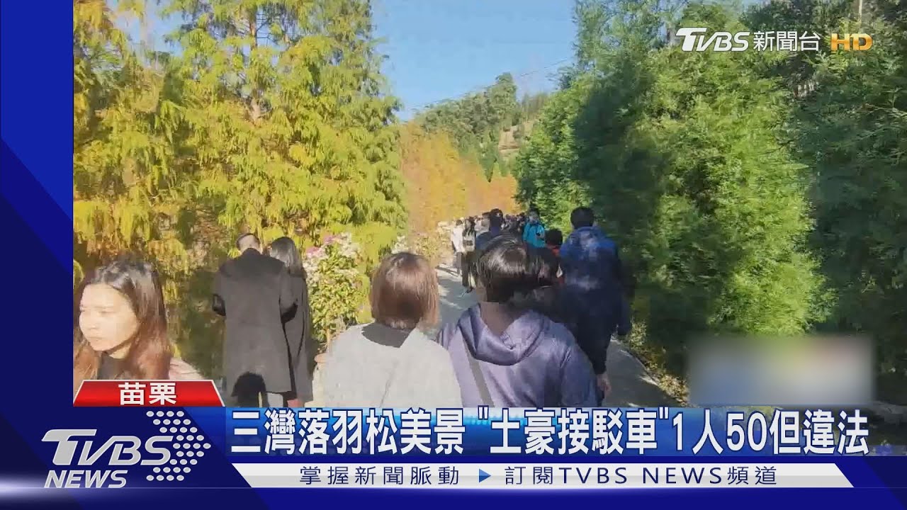 三灣落羽松美景　「土豪接駁車」1人50但違法