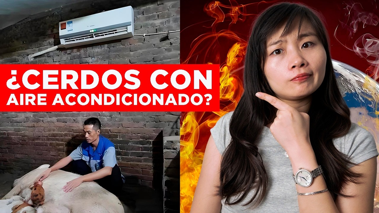 ¿OLA DE CALOR Y EN CHINA CERDOS CON AIRE ACONDICIONADO? | Jabiertzo
