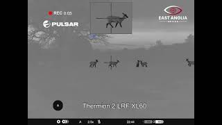 Fallow 🦌 With the Pulsar Thermion 2 LRF XL60