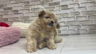 ハーフ犬の動画01